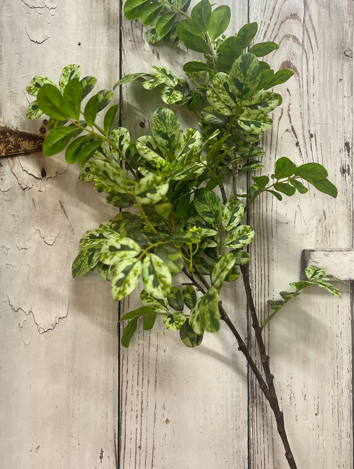 Casa Leaf Branch